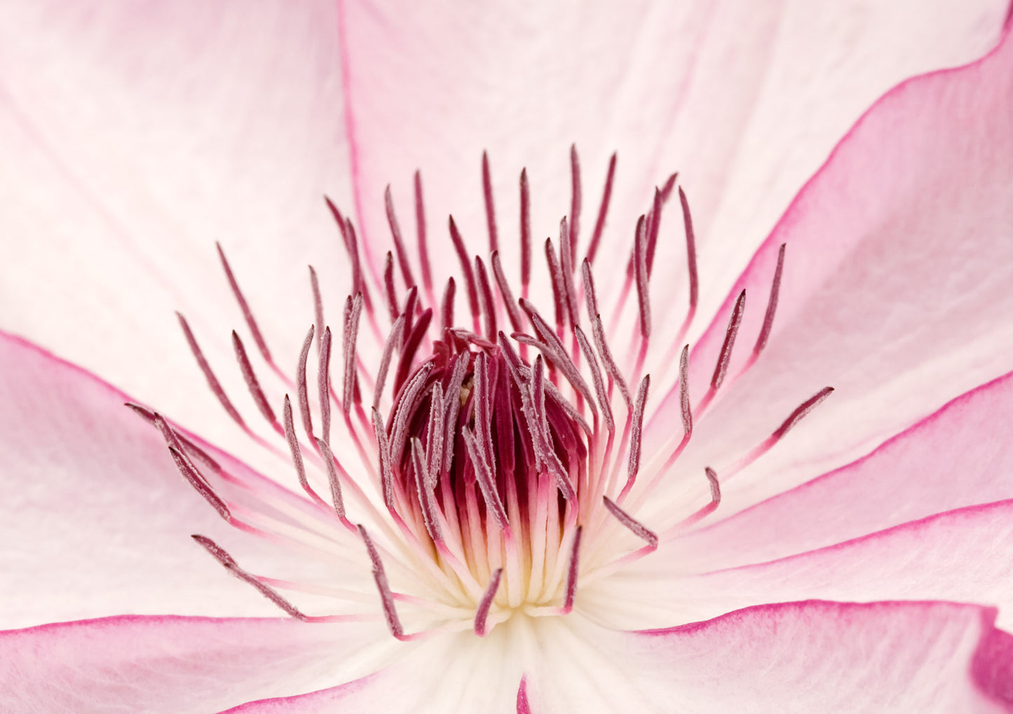 Clematis Omoshiro Flower photography greetings cards and gift boxes in the Garden Photography Gallery photography by Stephen Studd photographer