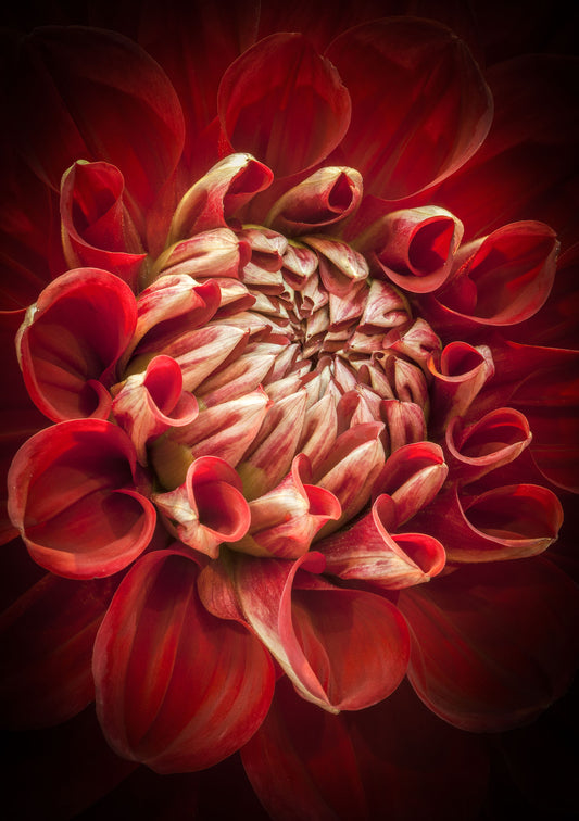 Bobby Dazzler Dahlia Flower photography greetings cards and gift boxes in the Garden Photography Gallery photography by Stephen Studd photographer