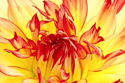 Dahlia Flames Flower photography greetings cards and gift boxes in the Garden Photography Gallery photography by Stephen Studd photographer