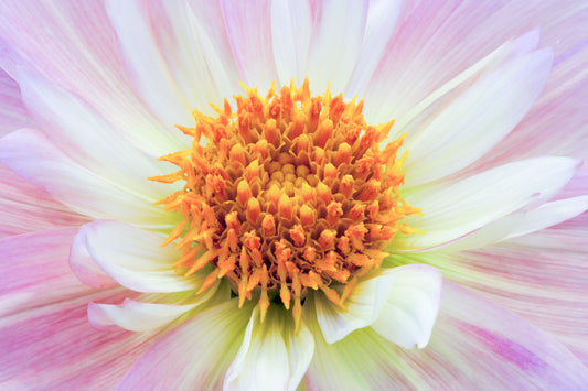 Pat and Perc Dahlia Flower photography greetings cards and gift boxes in the Garden Photography Gallery photography by Stephen Studd photographer