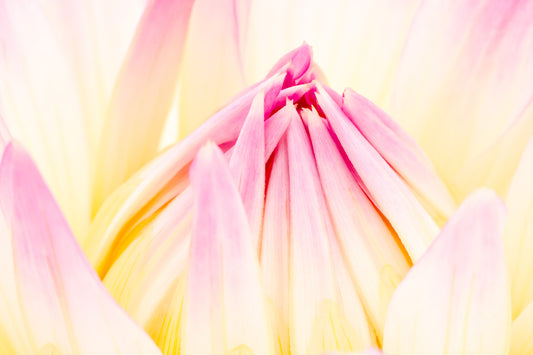 Dahlia petals Flower photography greetings cards and gift boxes in the Garden Photography Gallery photography by Stephen Studd photographer