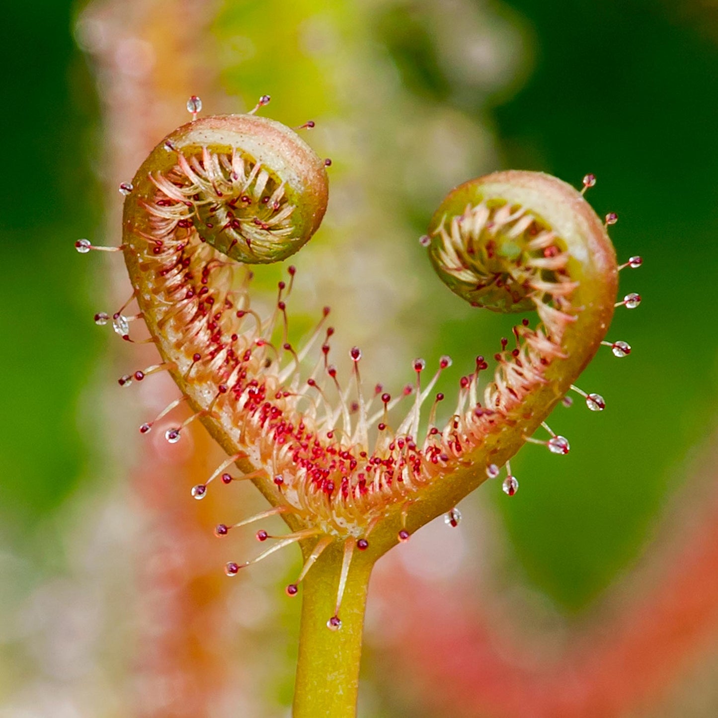 Drosera heart Flower photography greetings cards and gift boxes in the Garden Photography Gallery photography by Stephen Studd photographer
