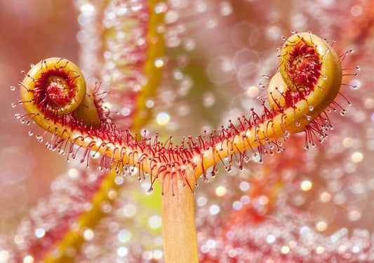 Drosera dichotoma Flower photography greetings cards and gift boxes in the Garden Photography Gallery photography by Stephen Studd photographer