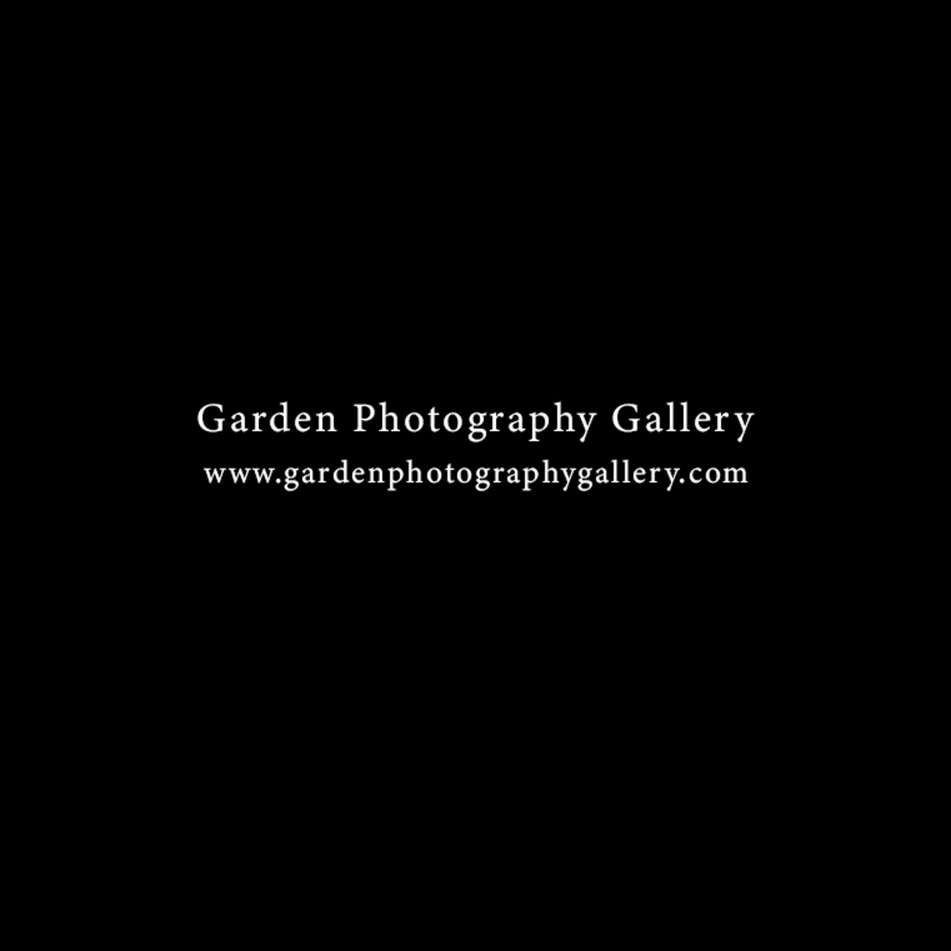 Garden Photography Gallery flower photography gallery shop gift box