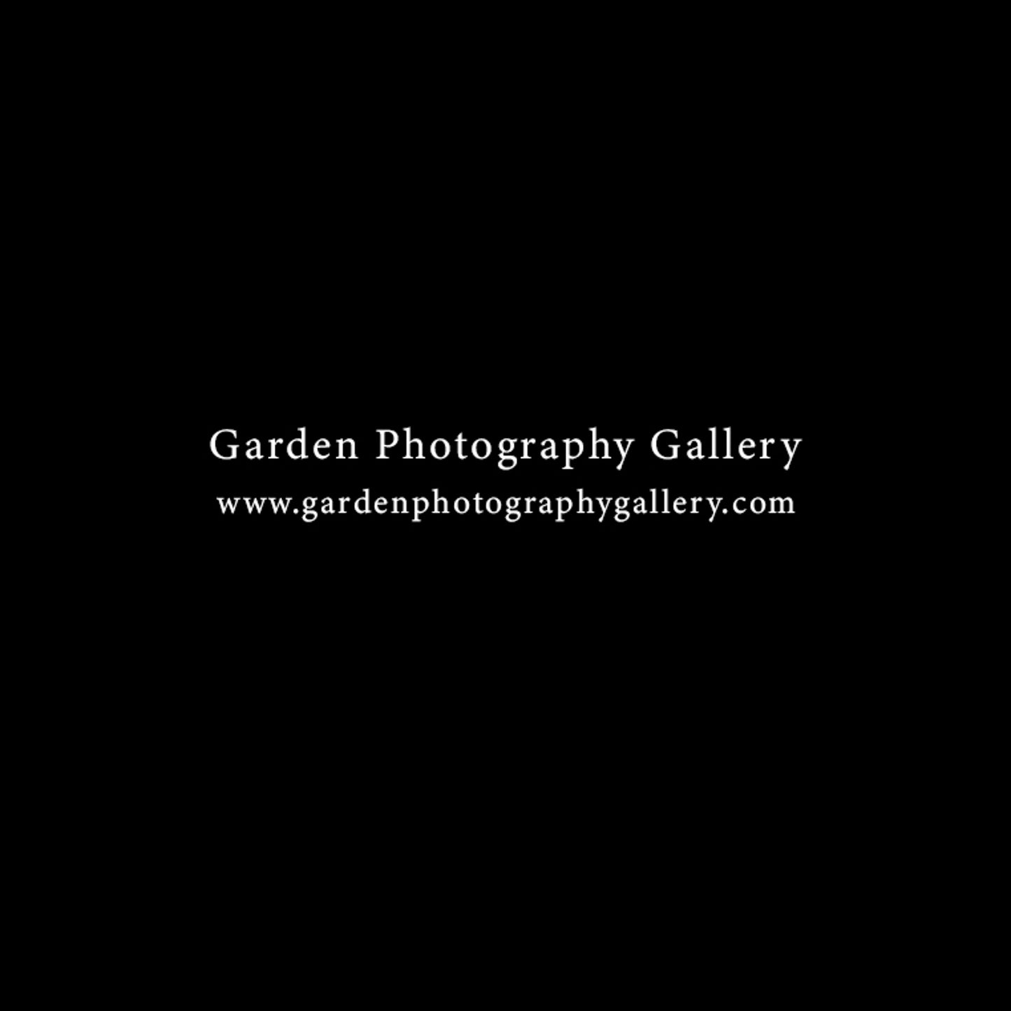 Garden Photography Gallery flower photography gallery shop gift box
