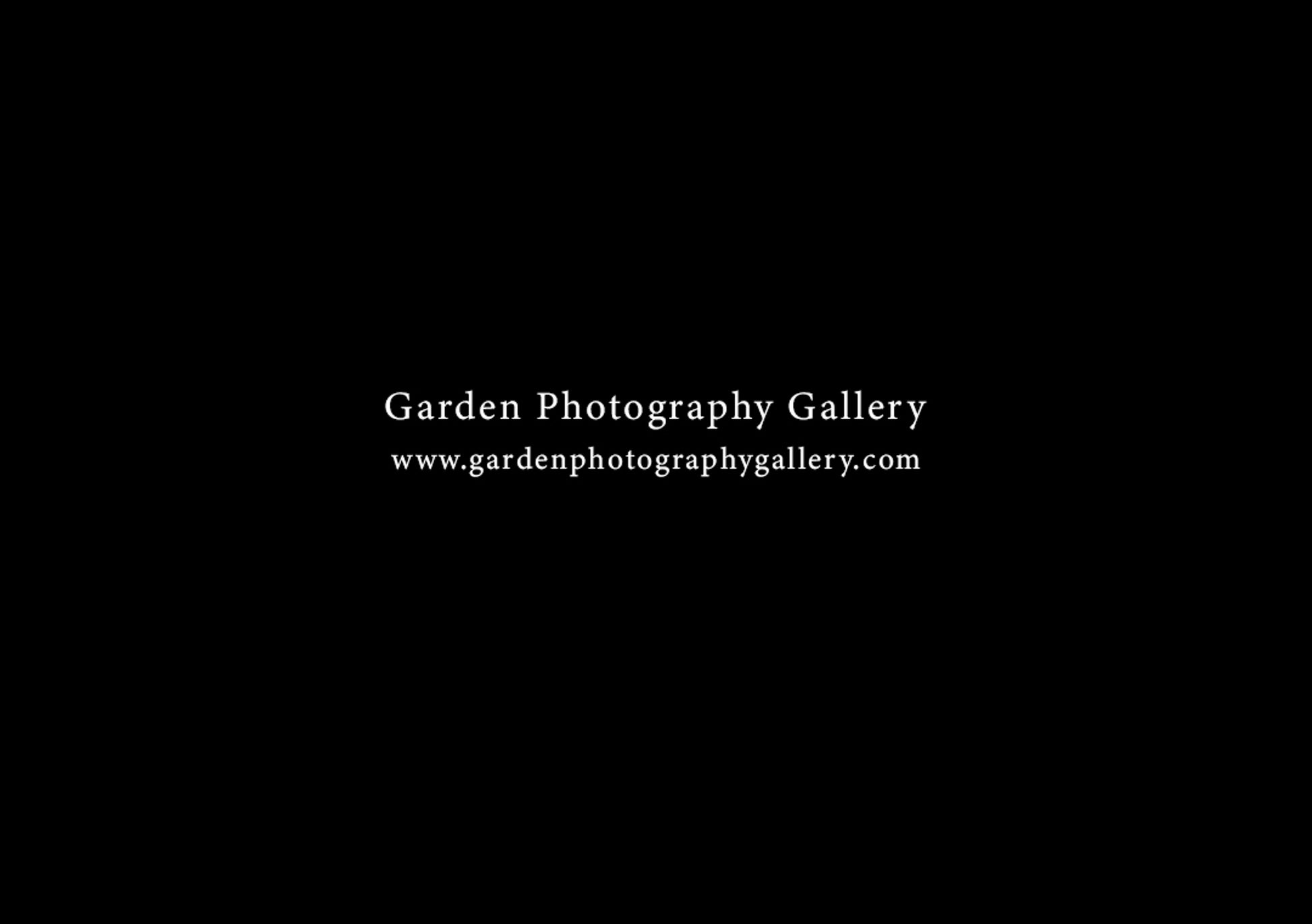 Garden Photography Gallery flower photography gallery shop gift box