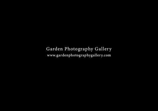 Garden Photography Gallery flower photography gallery shop gift box