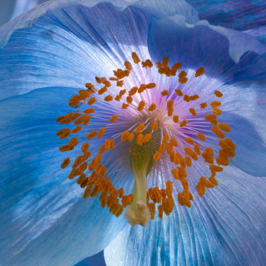 Himalayan blue poppy Flower photography greetings cards and gift boxes in the Garden Photography Gallery photography by Stephen Studd photographer