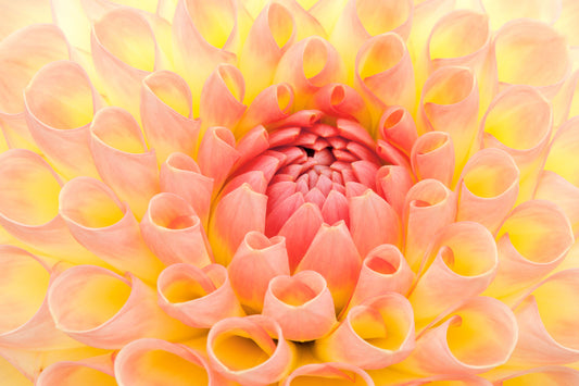 Peach dahlia Flower photography greetings cards and gift boxes in the Garden Photography Gallery photography by Stephen Studd photographer