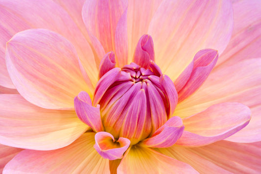 Pink Dahlia Flower photography greetings cards and gift boxes in the Garden Photography Gallery photography by Stephen Studd photographer