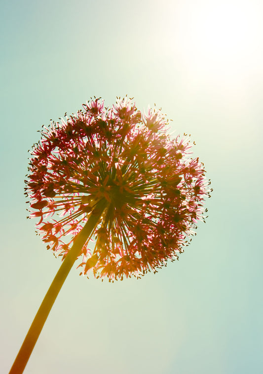 Allium Purple Sensation Flower photography greetings cards and gift boxes in the Garden Photography Gallery photography by Stephen Studd photographer