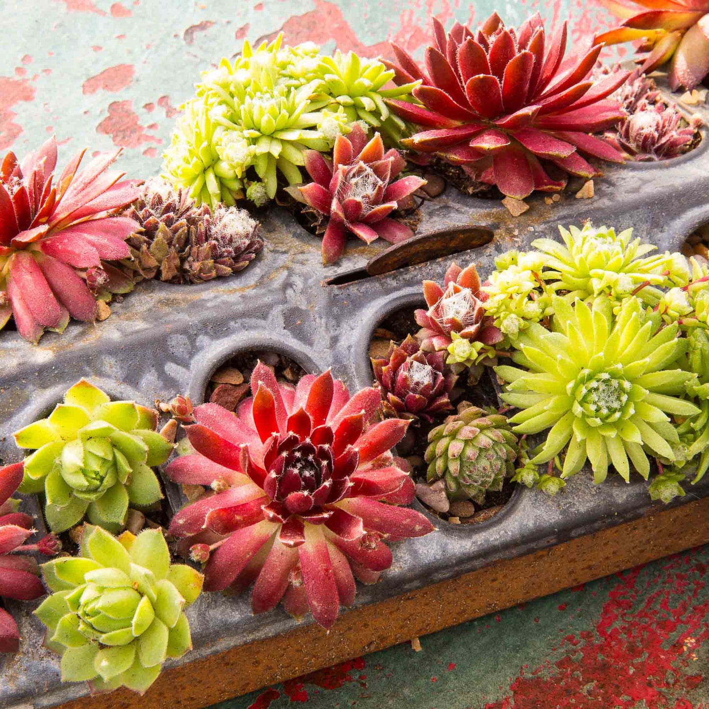 Sempervivum succulents Flower photography greetings cards and gift boxes in the Garden Photography Gallery photography by Stephen Studd photographer