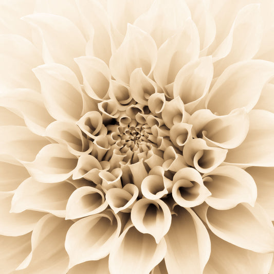 Sepia Dahlia Flower photography greetings cards and gift boxes in the Garden Photography Gallery photography by Stephen Studd photographer